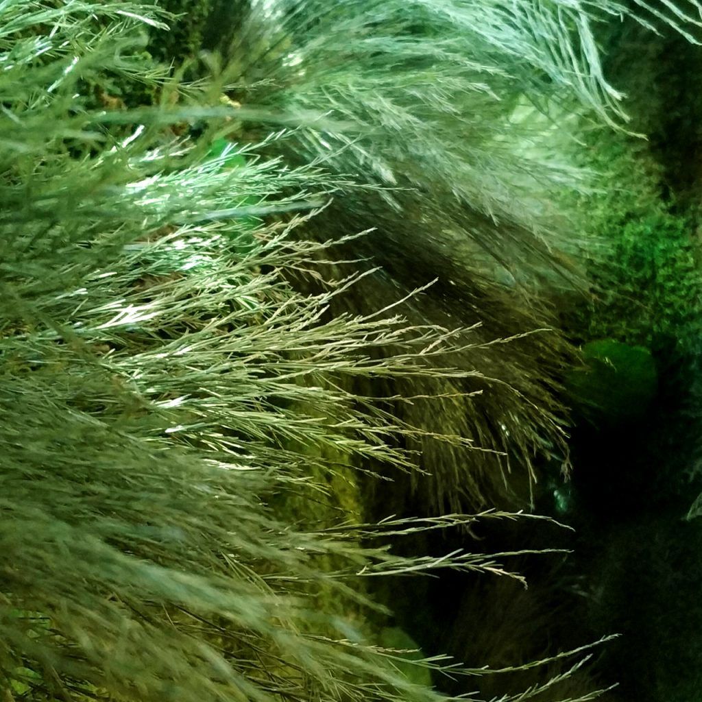 JARDIN VERTICAL PLANTAS PRESERVADAS