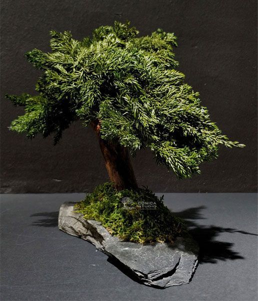 bonsai-mini-preservado-sobre-pizarra