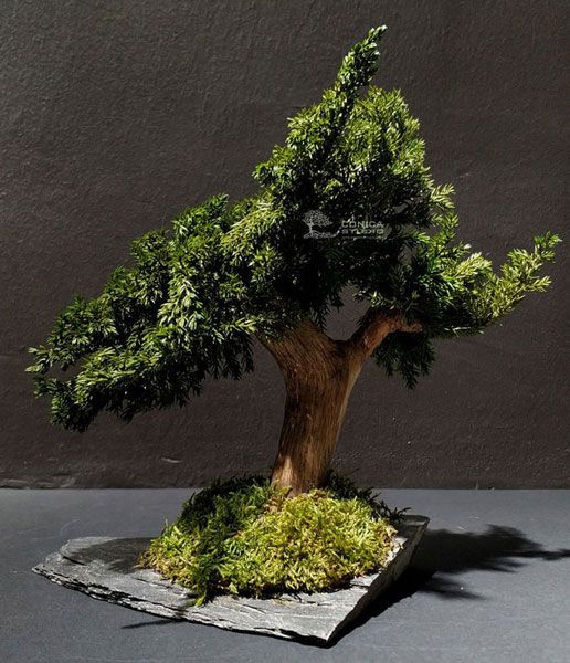 bonsai-preservado-mini-sobre-pizarra-y-musgo-preservado