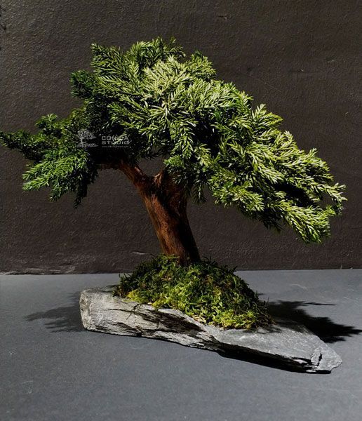 bonsai-preservado-mini-sobre-pizarra