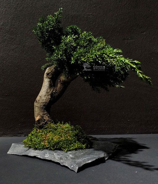preservado bonsai-preservado-mini pizarra