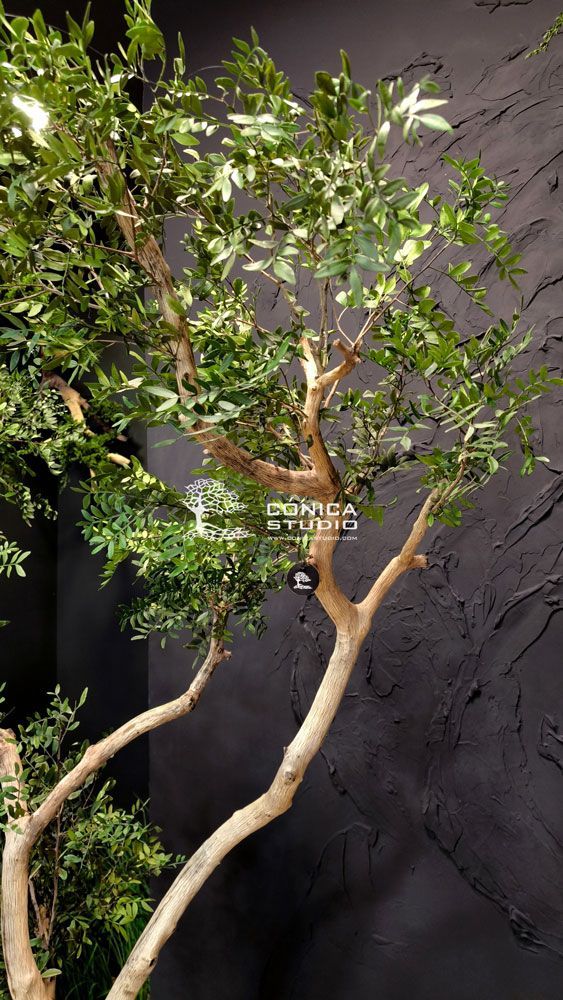 arbol preservado lentisco
