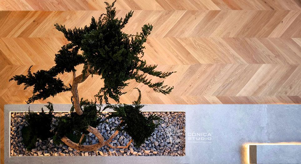 arbol japones presrvado