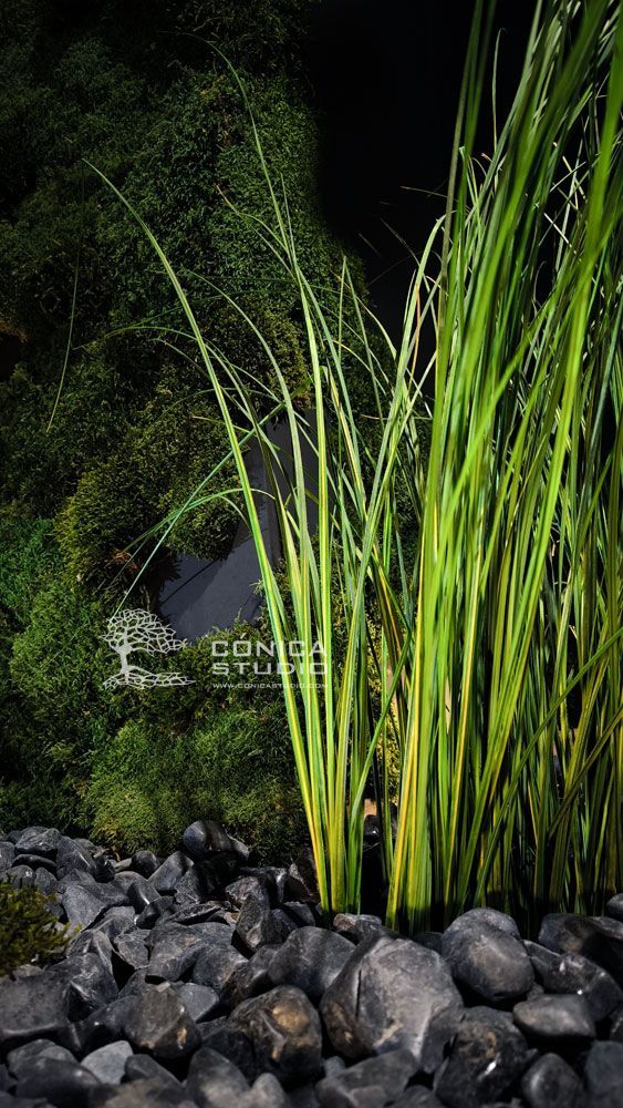 juncos preservados