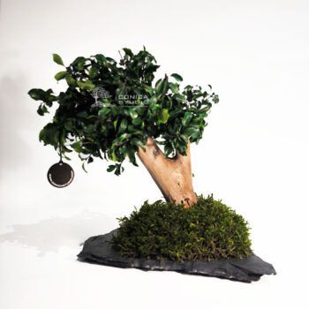 Bonsai preservado 30 cm