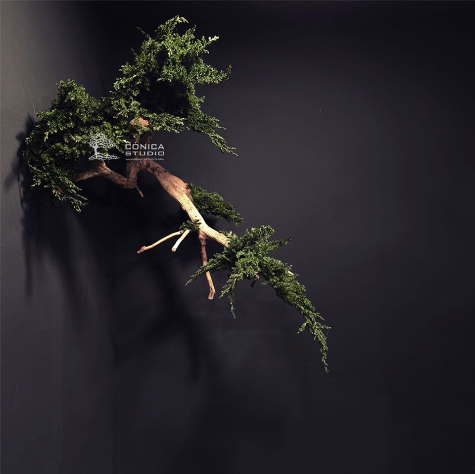 Bonsai preservado instalado en le techo.