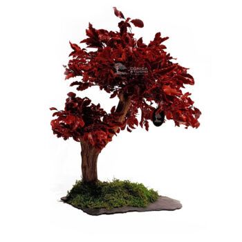 Bonsái preservado 40 cm pittosporino rojo