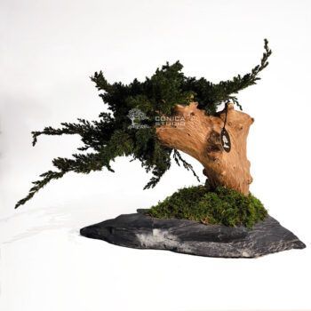 Bonsai preservado Ishizuki