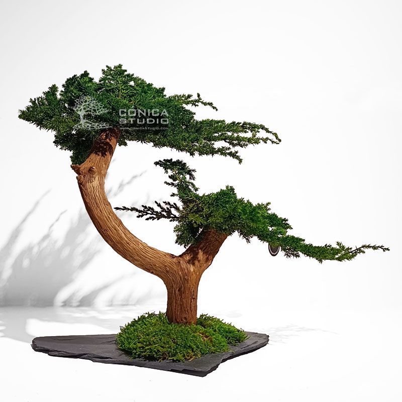Bonsai preservado curvado