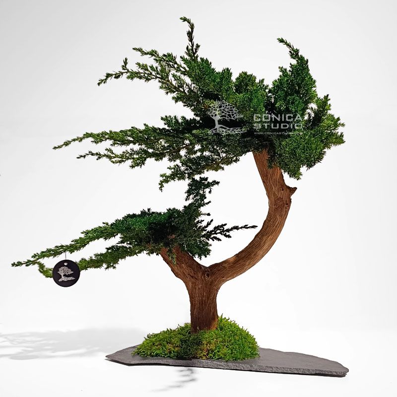 Bonsai preservado con curva en el tronco