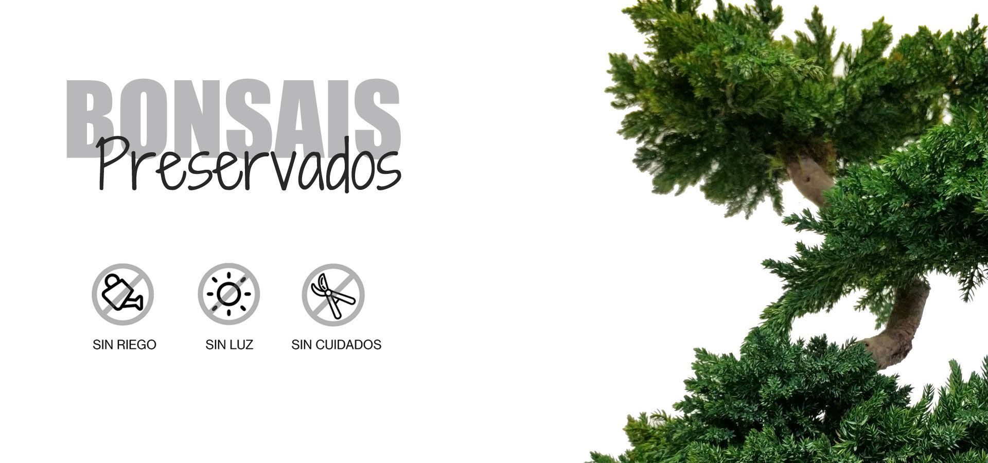 BONSAIS-preservados