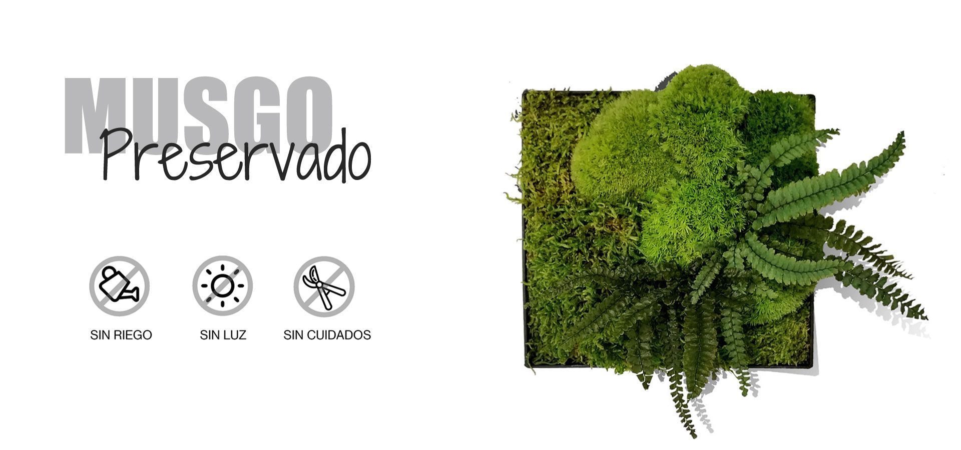 MUSGO-PRESERVADO-portada