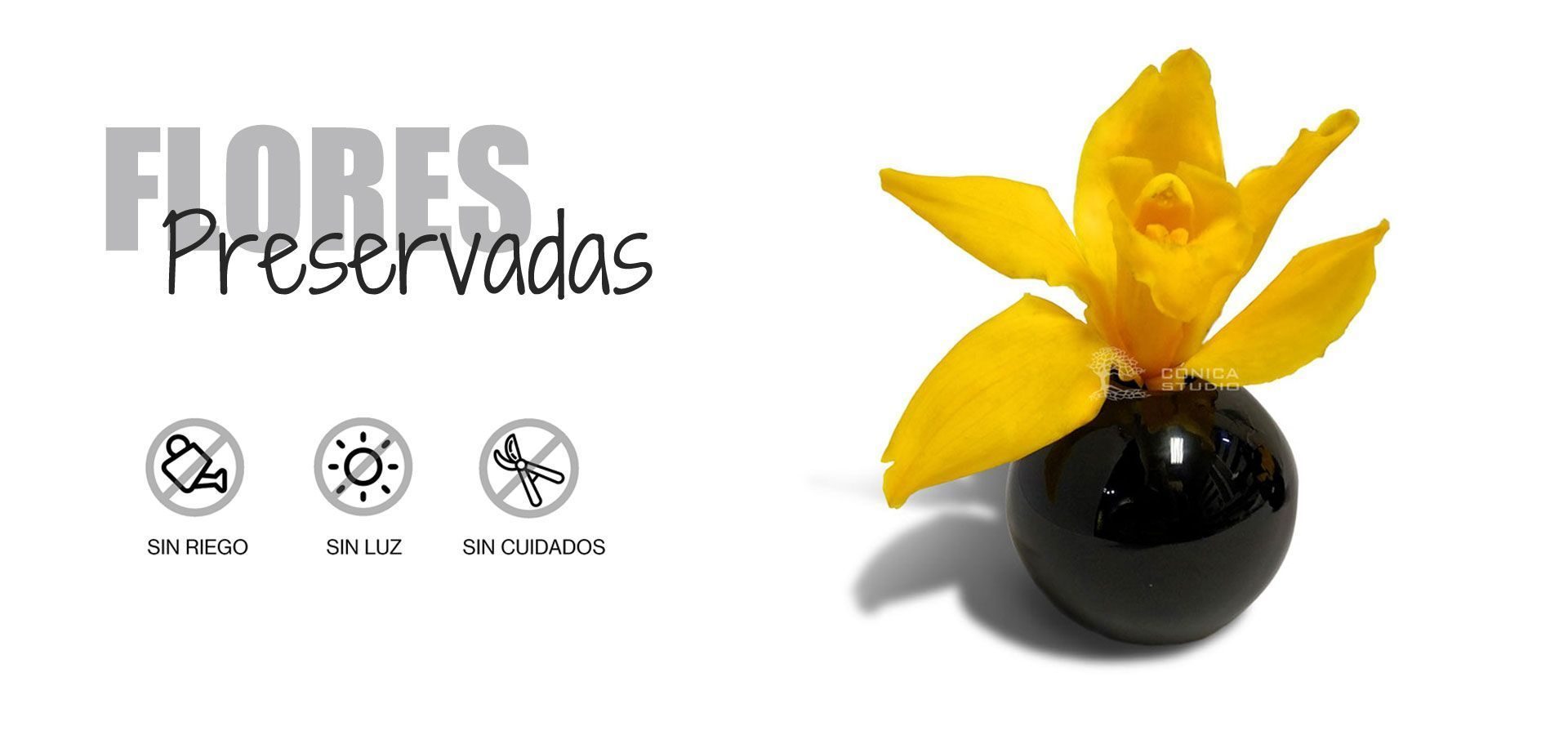 flores-PRESERVADAS-portada