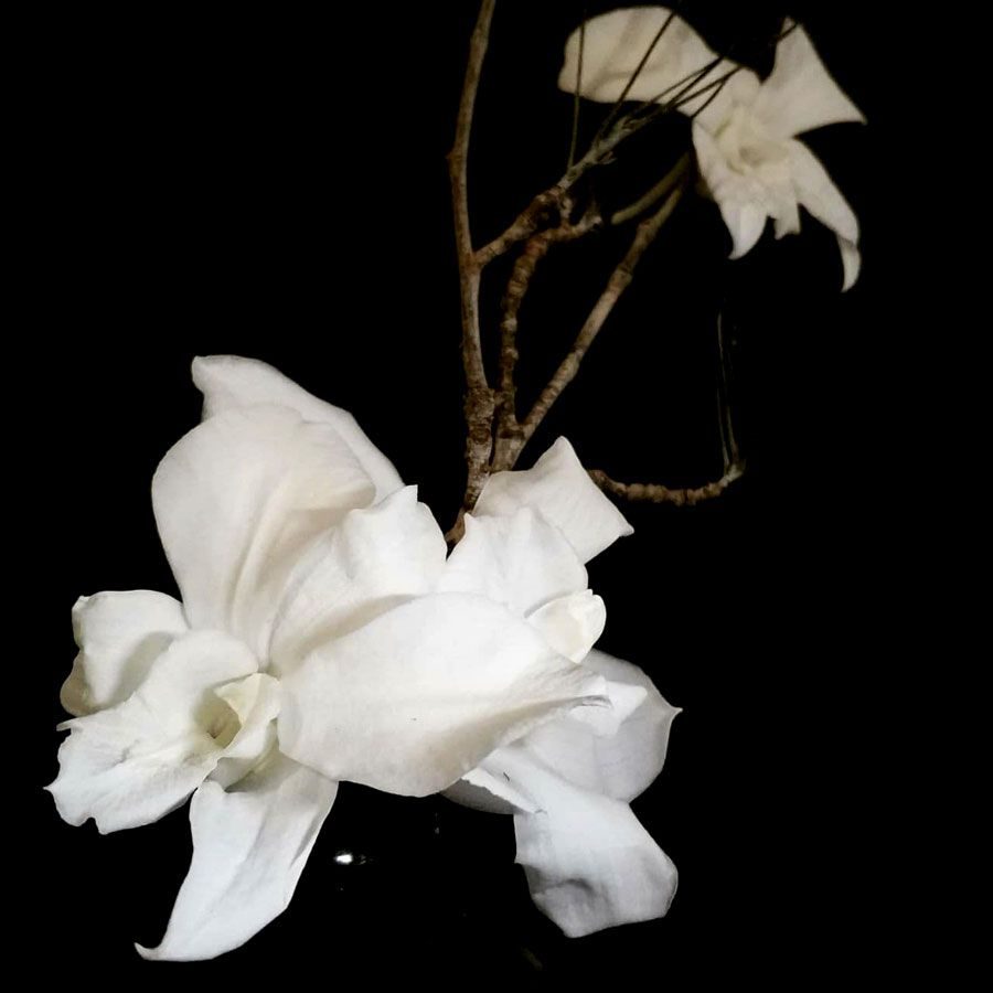 orquideas-blancas-preservadas